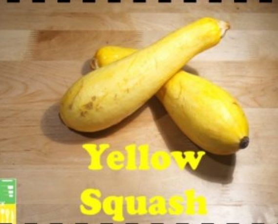 Yellow Squash